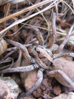 Южнорусский тарантул (Фото: Danyel Maus, ru.wikipedia.org)