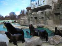 В зоопарке морские львы пытаются контактировать с посетителями (Фото: В. Рогоза, архив автора)