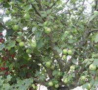 Наливаются яблоки... (Фото: И. Лукьянчик, личный архив)