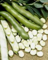Бобы (Триджы белые) пользуются большим спросом у вегетарианцев благодаря большому содержанию растительного белка. (Фото: А. Дубинина, архив автора)