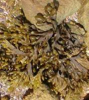Бурая водоросль Fucus vesiculosus оказалась хороша для морского салата (Фото: Тина Хеллвиг, личный архив)