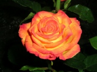 Двухцветная роза (Фото: Екатерина Суднеко, http://koshkotigra.tk/)
