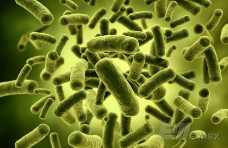 Микрофлора кишечника может быть нормальной и при отсутствии пробиотиков