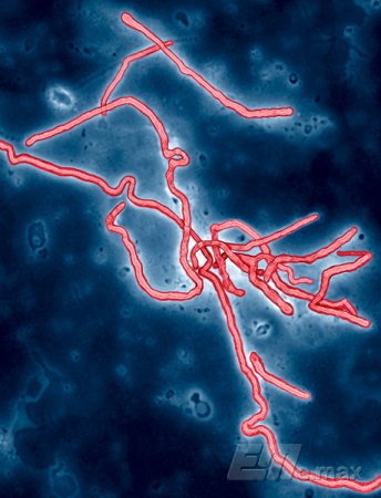 ВОЗ считает неизбежным распространение Эболы в Европе