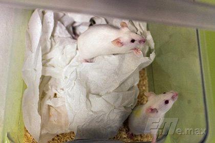 На мышах испробовали средство для быстрого похудения