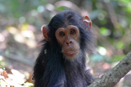 Суд Нью-Йорка уравнял в правах шимпанзе и человека