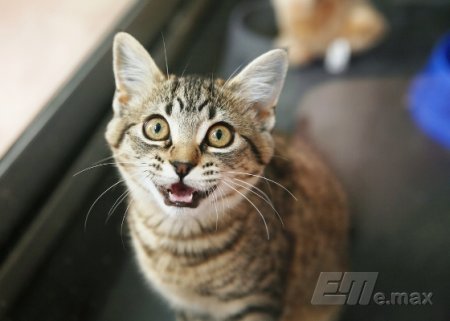 Специалисты раскрыли тайны «кошачьего языка»