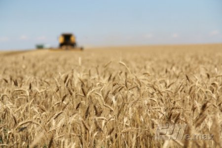 Экспортную пошлину на пшеницу отменят в мае