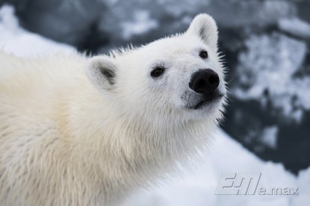 К 2025 году в мире может не остаться белых медведей