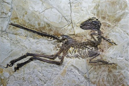 В Китае нашли самого крупного крылатого динозавра