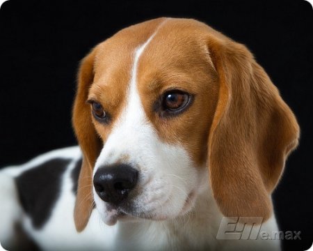 Собаки умеют различать лица не хуже людей, выяснили ученые