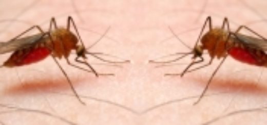 Аппарат кровососания у комара не так прост, как может показаться. (Фото: www.medbiol.ru)